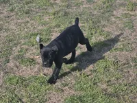 Teal, a female Cane Corso for sale in Mineola, TX – Photo 9 of 9