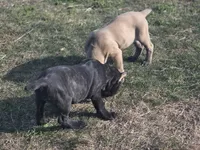 Teal, a female Cane Corso for sale in Mineola, TX – Photo 8 of 9