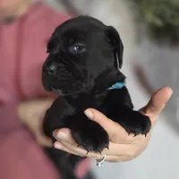 Teal, a female Cane Corso for sale in Mineola, TX – Photo 5 of 9