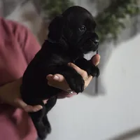 Teal, a female Cane Corso for sale in Mineola, TX – Photo 6 of 9