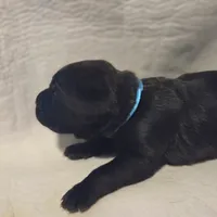 Teal, a female Cane Corso for sale in Mineola, TX – Photo 1 of 9