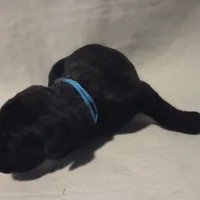 Teal, a female Cane Corso for sale in Mineola, TX – Photo 3 of 9