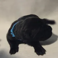 Teal, a female Cane Corso for sale in Mineola, TX – Photo 2 of 9