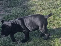 Teal, a female Cane Corso for sale in Mineola, TX – Photo 7 of 9