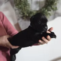 Teal, a female Cane Corso for sale in Mineola, TX – Photo 4 of 9