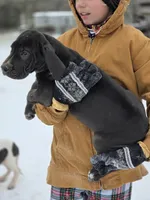 Franny, a female Great Dane for sale in Mineola, TX – Photo 2 of 5