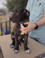 Franny, a female Great Dane for sale in Mineola, TX – Photo 1 of 5