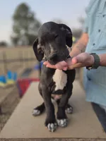 Franny, a female Great Dane for sale in Mineola, TX – Photo 5 of 5