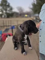 Franny, a female Great Dane for sale in Mineola, TX – Photo 4 of 5