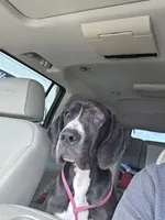 Veronica, a female Great Dane for sale in Mineola, TX – 5 of 6