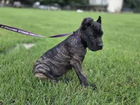 Brown, a female Cane Corso for sale in Mineola, TX – 9 of 9