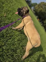 Yellow, a female Cane Corso for sale in Mineola, TX – 9 of 10