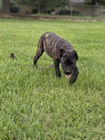 Orange, a female Cane Corso for sale in Mineola, TX – 8 of 9