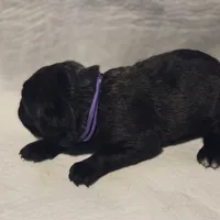 Purple, a female Cane Corso for sale in Mineola, TX – Photo 3 of 6