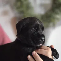 Purple, a female Cane Corso for sale in Mineola, TX – Photo 4 of 6