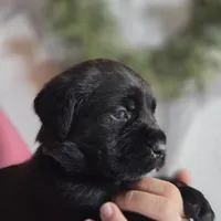Purple, a female Cane Corso for sale in Mineola, TX – Photo 5 of 6