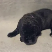 Purple, a female Cane Corso for sale in Mineola, TX – Photo 1 of 6