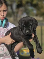 Purple, a female Cane Corso for sale in Mineola, TX – Photo 6 of 6