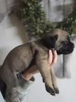 Green, a male Cane Corso for sale in Mineola, TX – Photo 6 of 6