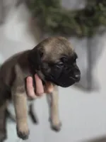 Green, a male Cane Corso for sale in Mineola, TX – Photo 4 of 6