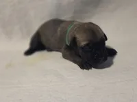 Green, a male Cane Corso for sale in Mineola, TX – Photo 3 of 6