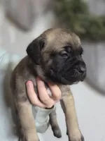 Green, a male Cane Corso for sale in Mineola, TX – Photo 5 of 6