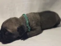 Green, a male Cane Corso for sale in Mineola, TX – Photo 1 of 6