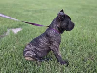 Brown, a female Cane Corso for sale in Mineola, TX – 8 of 9
