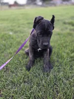 Brown, a female Cane Corso for sale in Mineola, TX – 7 of 9