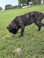 Orange, a female Cane Corso for sale in Mineola, TX – 9 of 9