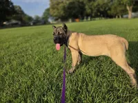 Yellow, a female Cane Corso for sale in Mineola, TX – 10 of 10
