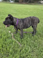 Lime green, a female Cane Corso for sale in Mineola, TX – 8 of 8