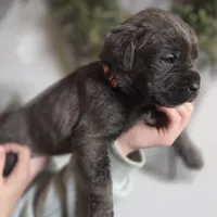 Pink, a female Cane Corso for sale in Mineola, TX – Photo 4 of 9