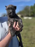 Pink, a female Cane Corso for sale in Mineola, TX – Photo 6 of 9