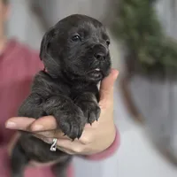 Pink, a female Cane Corso for sale in Mineola, TX – Photo 5 of 9