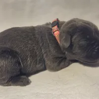 Pink, a female Cane Corso for sale in Mineola, TX – Photo 2 of 9