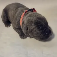 Pink, a female Cane Corso for sale in Mineola, TX – Photo 1 of 9