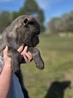 Pink, a female Cane Corso for sale in Mineola, TX – Photo 7 of 9