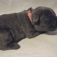 Pink, a female Cane Corso for sale in Mineola, TX – Photo 3 of 9