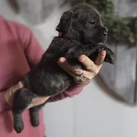 Pink, a female Cane Corso for sale in Mineola, TX – Photo 8 of 9