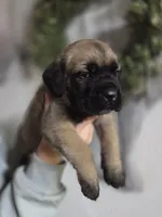 Red, a male Cane Corso for sale in Mineola, TX – Photo 4 of 5