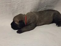 Red, a male Cane Corso for sale in Mineola, TX – Photo 2 of 5