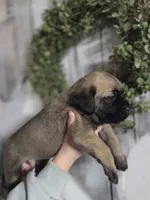 Red, a male Cane Corso for sale in Mineola, TX – Photo 5 of 5