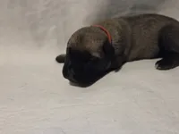 Red, a male Cane Corso for sale in Mineola, TX – Photo 1 of 5