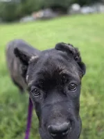 Orange, a female Cane Corso for sale in Mineola, TX – 7 of 9