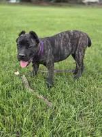 Lime green, a female Cane Corso for sale in Mineola, TX – 7 of 8