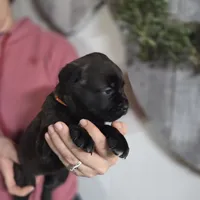 Orange, a female Cane Corso for sale in Mineola, TX – Photo 4 of 6