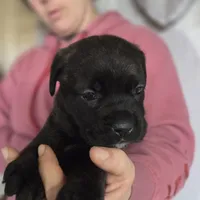 Orange, a female Cane Corso for sale in Mineola, TX – Photo 6 of 6