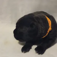 Orange, a female Cane Corso for sale in Mineola, TX – Photo 2 of 6