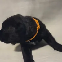 Orange, a female Cane Corso for sale in Mineola, TX – Photo 3 of 6